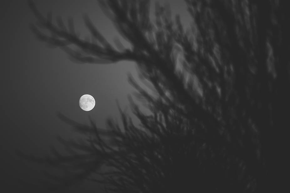 ciel pris de nuit avec la lune et une ombre de buisson ou d'arbre, photo nuance de gris